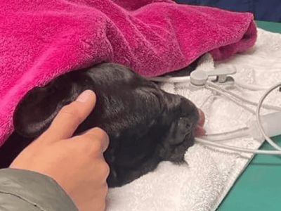 urgent!! Help me save my puppy.