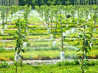 Support SWAMP Central Coast Community Garden for 2024