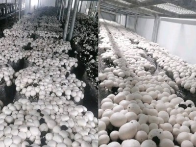 Donate 2 machines for mushroom farm