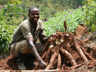 Cassava processing and export marketing