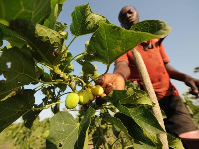 Support for Jatropha Bio Fuel production
