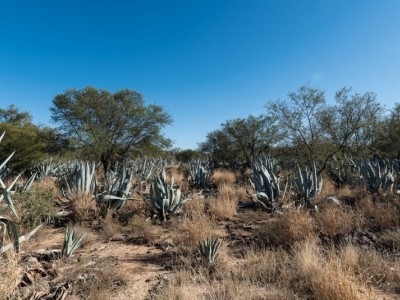 Revamping the blue agave plantation