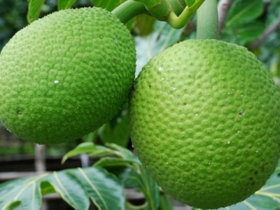 Expanding breadfruit farming for food security and sustainability