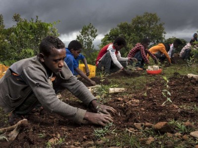 Recreating forests in Ethiopia