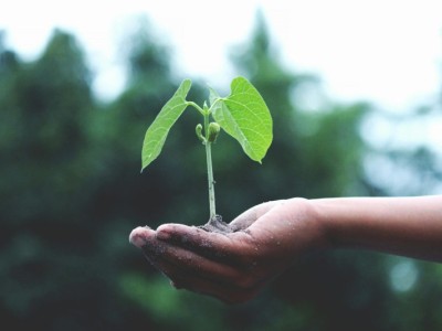 Tree Plantation Campaign In Bangladesh