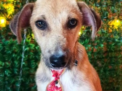 "Save a Life: Help Abandoned Animals in Paraguay"